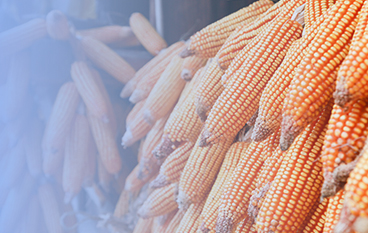  淀粉洗滌復(fù)合酶