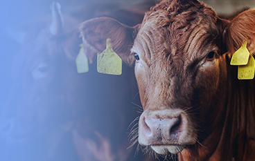  瑞達狀（反芻）