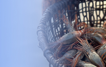  君美康（水產）